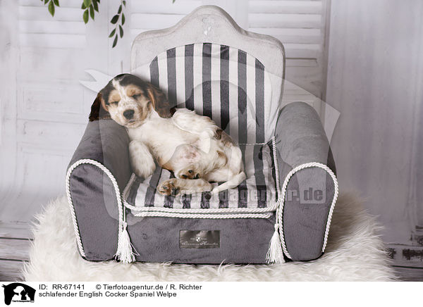 schlafender English Cocker Spaniel Welpe / RR-67141