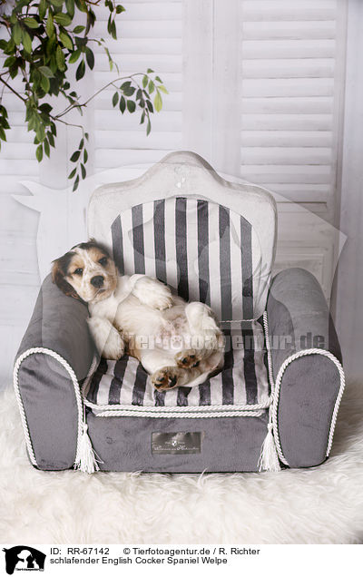 schlafender English Cocker Spaniel Welpe / RR-67142