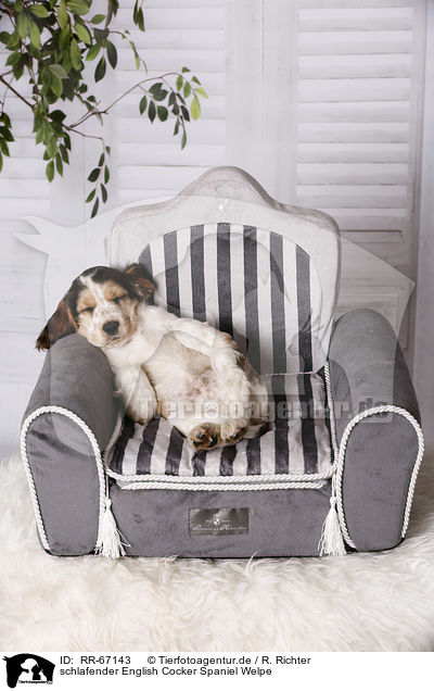schlafender English Cocker Spaniel Welpe / sleeping English Cocker Spaniel Puppy / RR-67143