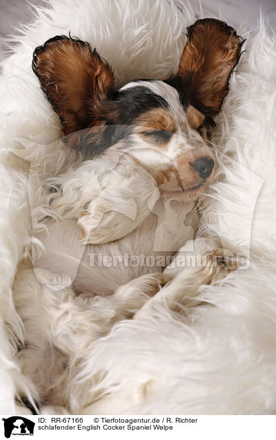 schlafender English Cocker Spaniel Welpe / RR-67166