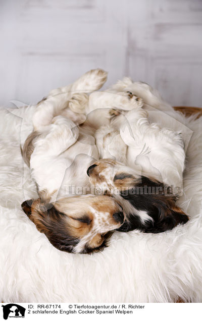 2 schlafende English Cocker Spaniel Welpen / RR-67174