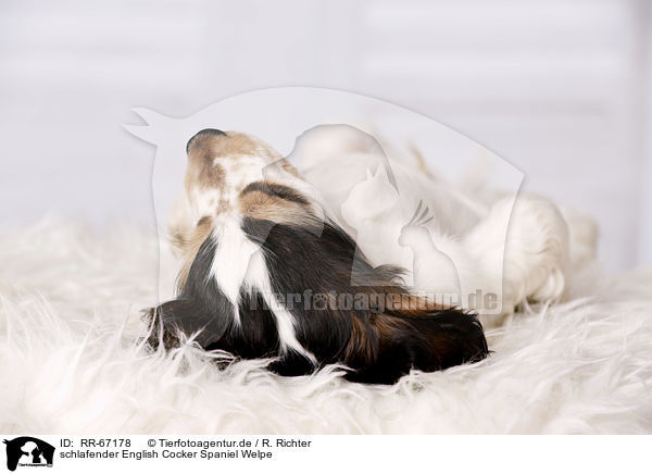 schlafender English Cocker Spaniel Welpe / RR-67178