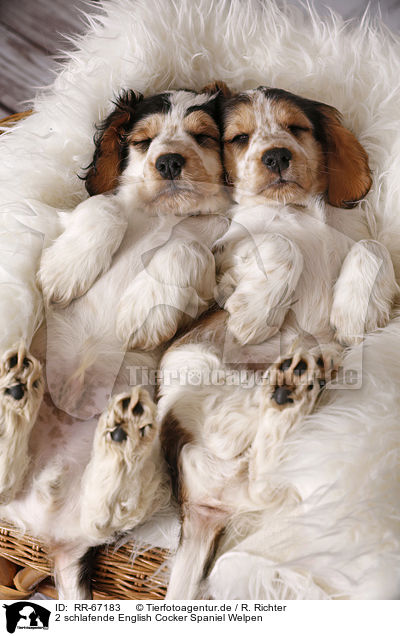 2 schlafende English Cocker Spaniel Welpen / RR-67183