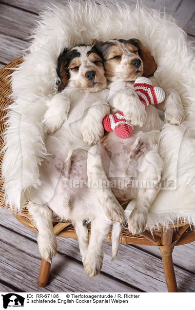 2 schlafende English Cocker Spaniel Welpen / RR-67186