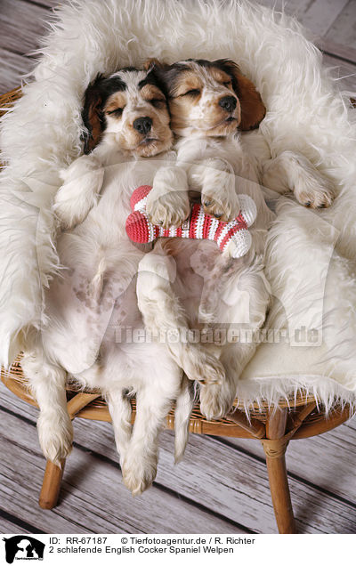 2 schlafende English Cocker Spaniel Welpen / RR-67187