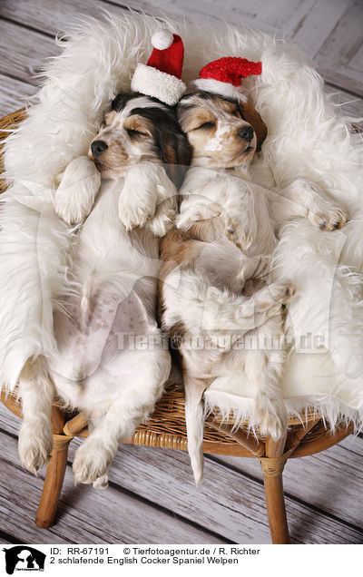 2 schlafende English Cocker Spaniel Welpen / RR-67191