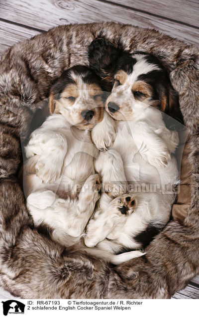 2 schlafende English Cocker Spaniel Welpen / RR-67193