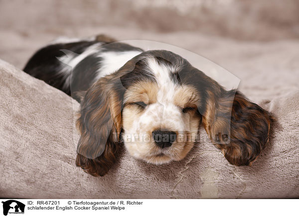 schlafender English Cocker Spaniel Welpe / RR-67201