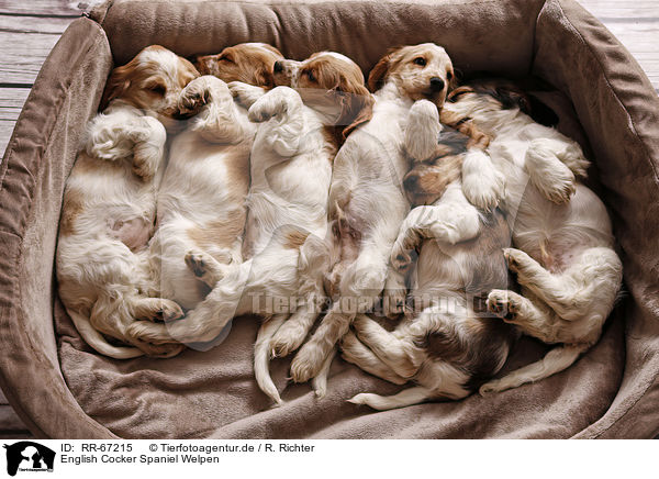 English Cocker Spaniel Welpen / RR-67215