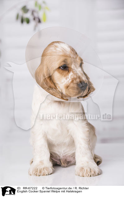 English Cocker Spaniel Welpe mit Halskragen / English Cocker Spaniel Puppy with pet cone / RR-67222