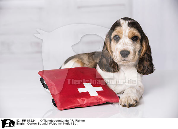 English Cocker Spaniel Welpe mit Notfall-Set / English Cocker Spaniel Puppy with ambulance bag / RR-67224