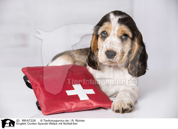 English Cocker Spaniel Welpe mit Notfall-Set / English Cocker Spaniel Puppy with ambulance bag / RR-67226