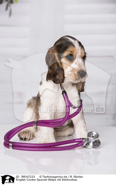 English Cocker Spaniel Welpe mit Stethoskop / RR-67233