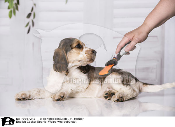 English Cocker Spaniel Welpe wird gebrstet / RR-67242