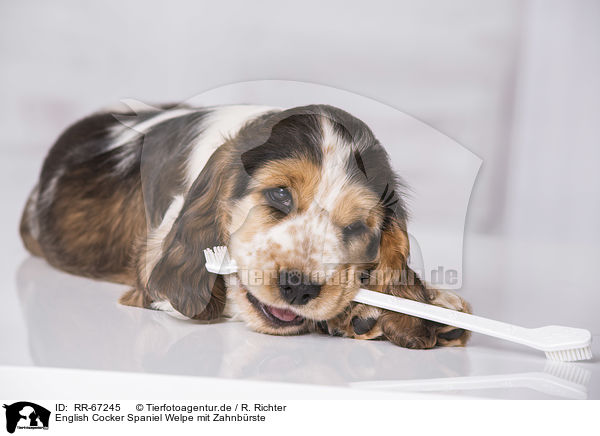 English Cocker Spaniel Welpe mit Zahnbrste / RR-67245