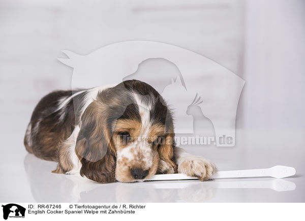 English Cocker Spaniel Welpe mit Zahnbrste / English Cocker Spaniel Puppy with toothbrush / RR-67246