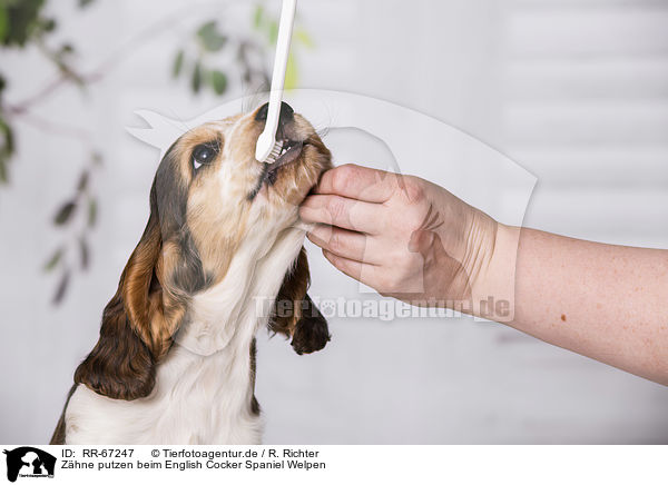 Zhne putzen beim English Cocker Spaniel Welpen / brush English Cocker Spaniel Puppy's teeth / RR-67247