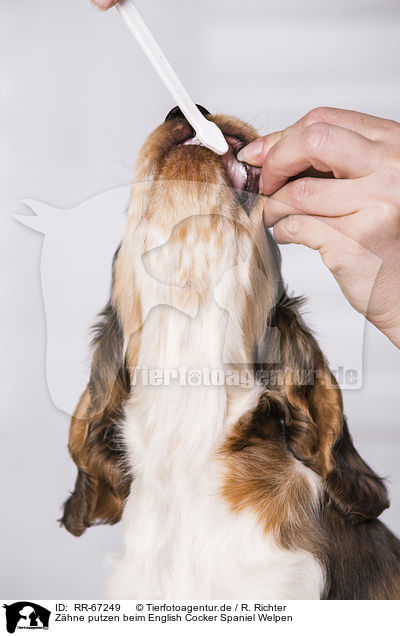 Zhne putzen beim English Cocker Spaniel Welpen / brush English Cocker Spaniel Puppy's teeth / RR-67249