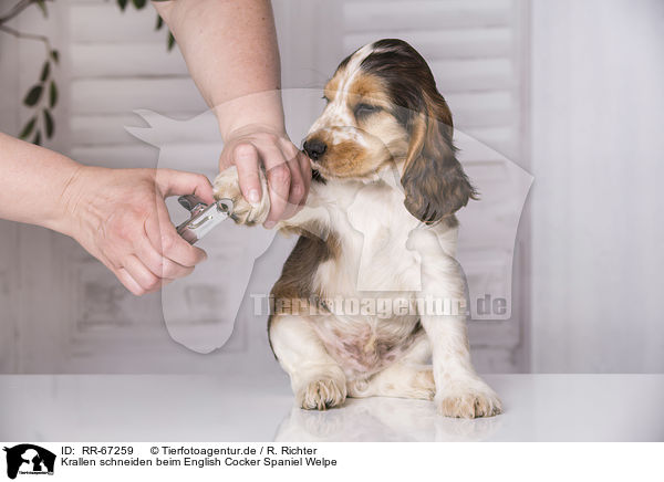 Krallen schneiden beim English Cocker Spaniel Welpe / cutting claws at English Cocker Spaniel Puppy / RR-67259