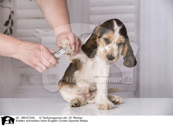 Krallen schneiden beim English Cocker Spaniel Welpe / cutting claws at English Cocker Spaniel Puppy / RR-67260