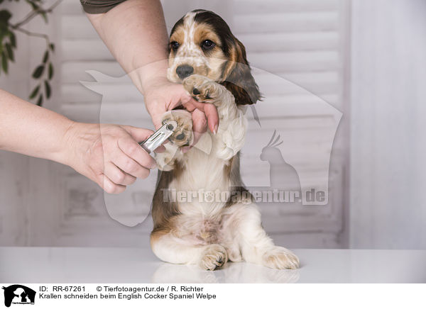Krallen schneiden beim English Cocker Spaniel Welpe / cutting claws at English Cocker Spaniel Puppy / RR-67261