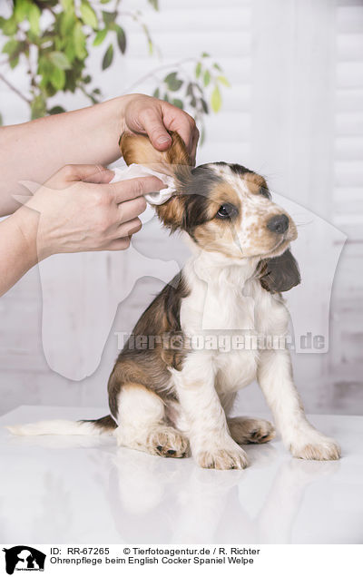 Ohrenpflege beim English Cocker Spaniel Welpe / earcare at English Cocker Spaniel Puppy / RR-67265