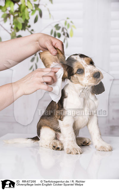 Ohrenpflege beim English Cocker Spaniel Welpe / earcare at English Cocker Spaniel Puppy / RR-67266