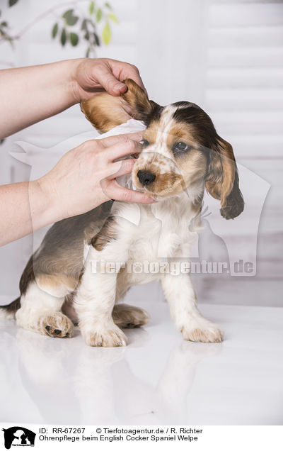 Ohrenpflege beim English Cocker Spaniel Welpe / earcare at English Cocker Spaniel Puppy / RR-67267