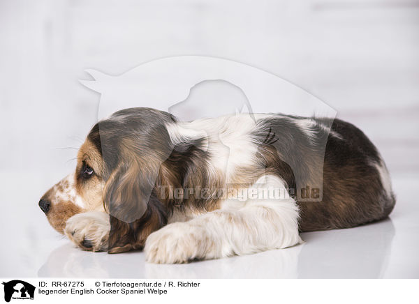 liegender English Cocker Spaniel Welpe / RR-67275