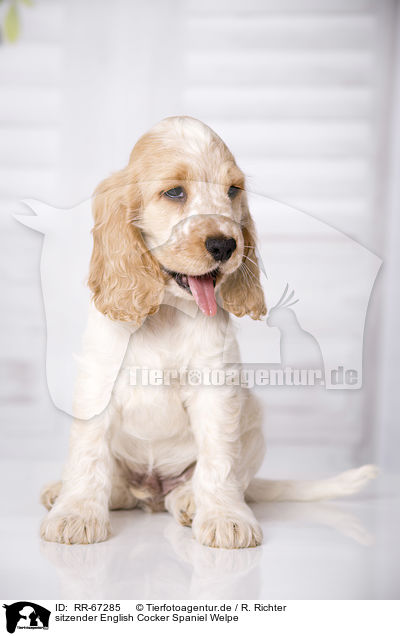sitzender English Cocker Spaniel Welpe / RR-67285