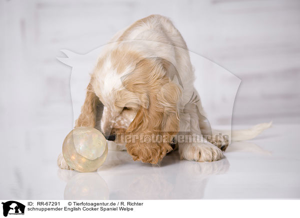 schnuppernder English Cocker Spaniel Welpe / RR-67291