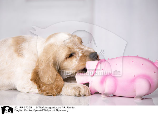 English Cocker Spaniel Welpe mit Spielzeug / RR-67295