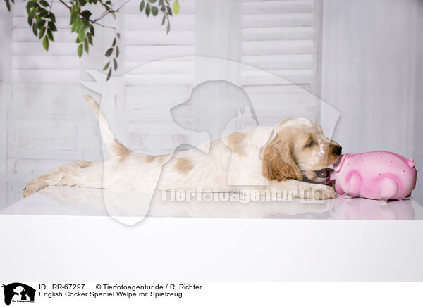 English Cocker Spaniel Welpe mit Spielzeug / RR-67297
