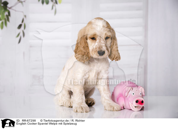 English Cocker Spaniel Welpe mit Spielzeug / RR-67298
