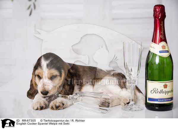 English Cocker Spaniel Welpe mit Sekt / English Cocker Spaniel Puppy with champagne / RR-67305