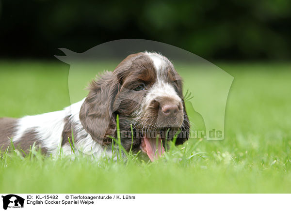 English Cocker Spaniel Welpe / KL-15482
