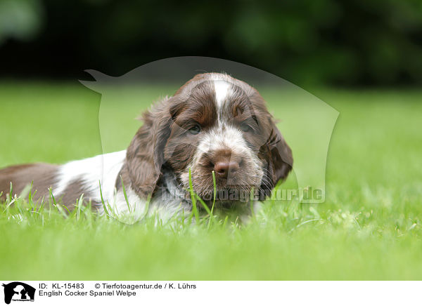 English Cocker Spaniel Welpe / KL-15483