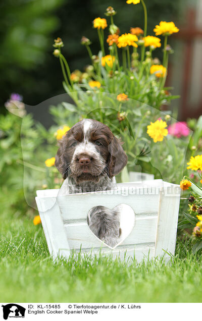 English Cocker Spaniel Welpe / KL-15485