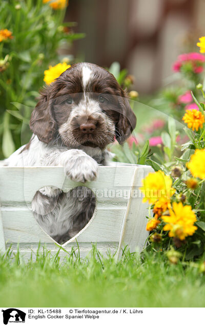 English Cocker Spaniel Welpe / English Cocker Spaniel Puppy / KL-15488