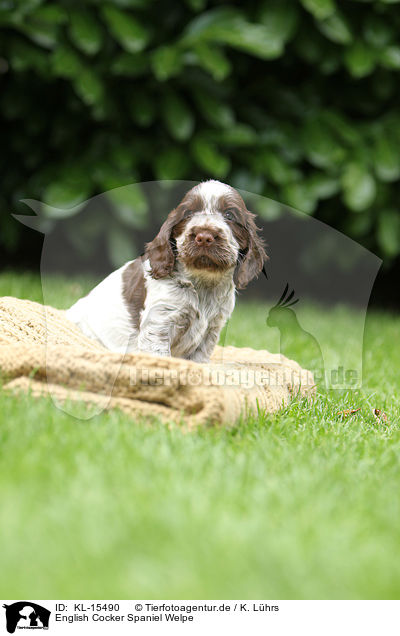English Cocker Spaniel Welpe / English Cocker Spaniel Puppy / KL-15490