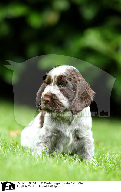 English Cocker Spaniel Welpe / KL-15494