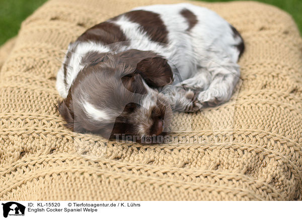 English Cocker Spaniel Welpe / KL-15520