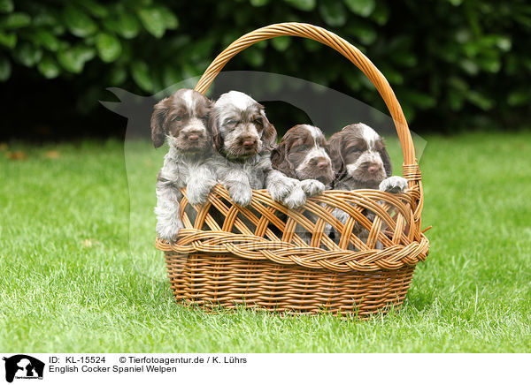 English Cocker Spaniel Welpen / English Cocker Spaniel Puppies / KL-15524