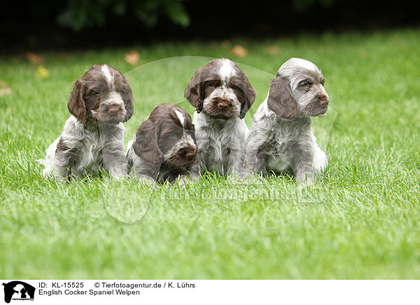 English Cocker Spaniel Welpen / KL-15525