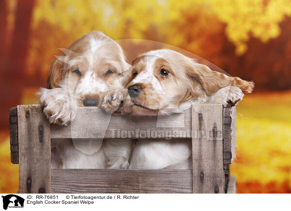 English Cocker Spaniel Welpe / English Cocker Spaniel puppy / RR-76851