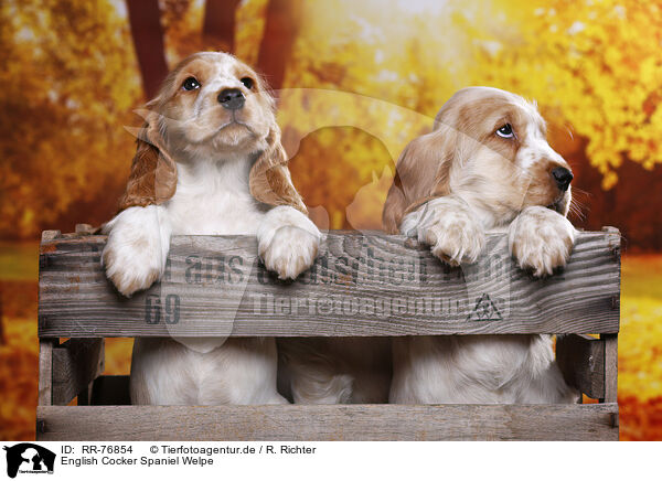 English Cocker Spaniel Welpe / RR-76854