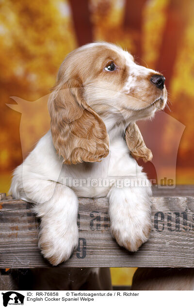 English Cocker Spaniel Welpe / RR-76858