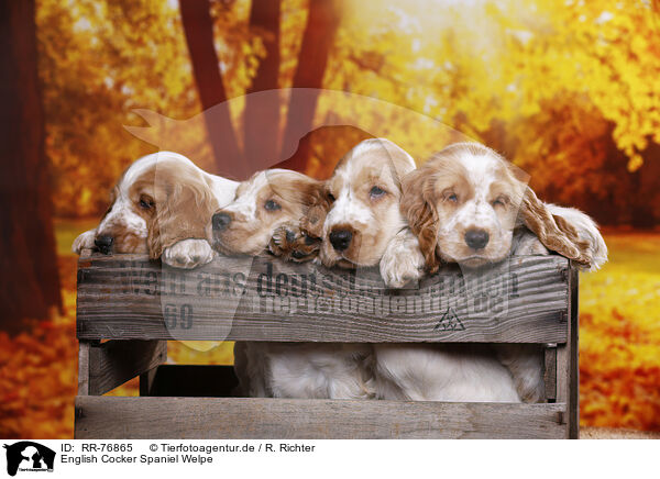 English Cocker Spaniel Welpe / RR-76865