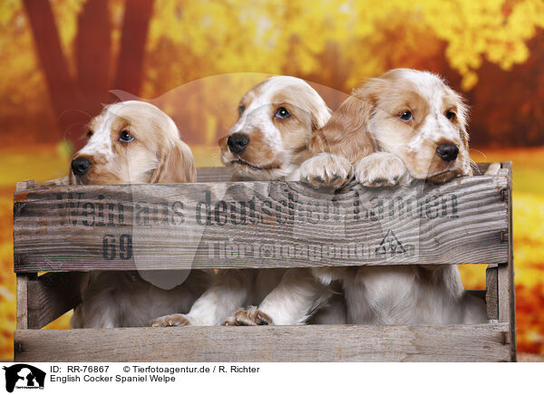 English Cocker Spaniel Welpe / RR-76867