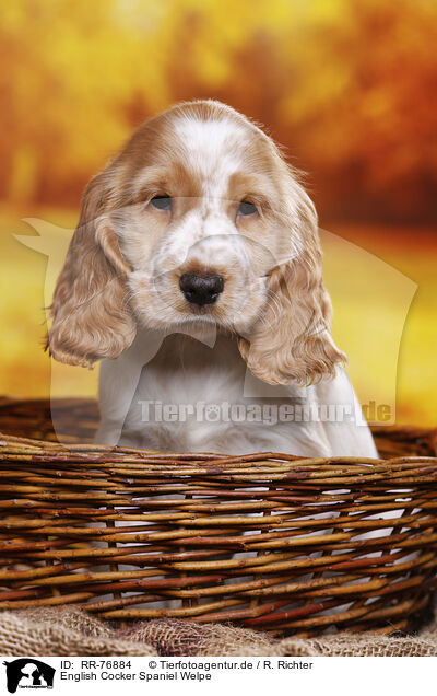 English Cocker Spaniel Welpe / RR-76884